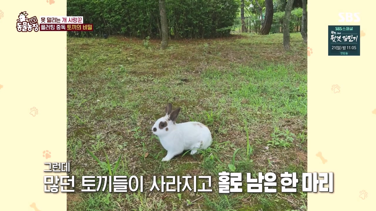 TV 동물농장.E1167.240415p-NEXT.mp4_20240414_160925.518.jpg