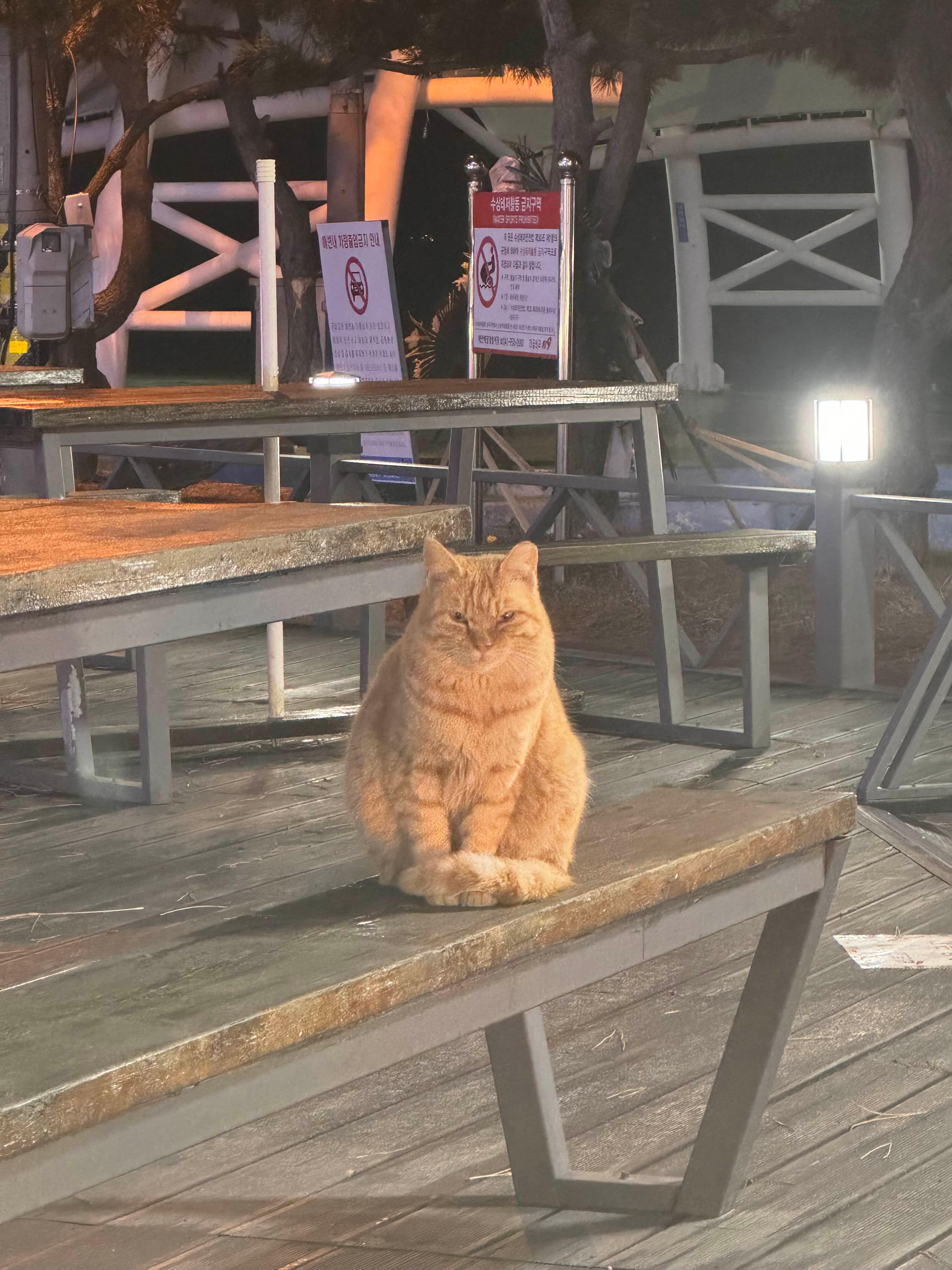 라르고 이미지