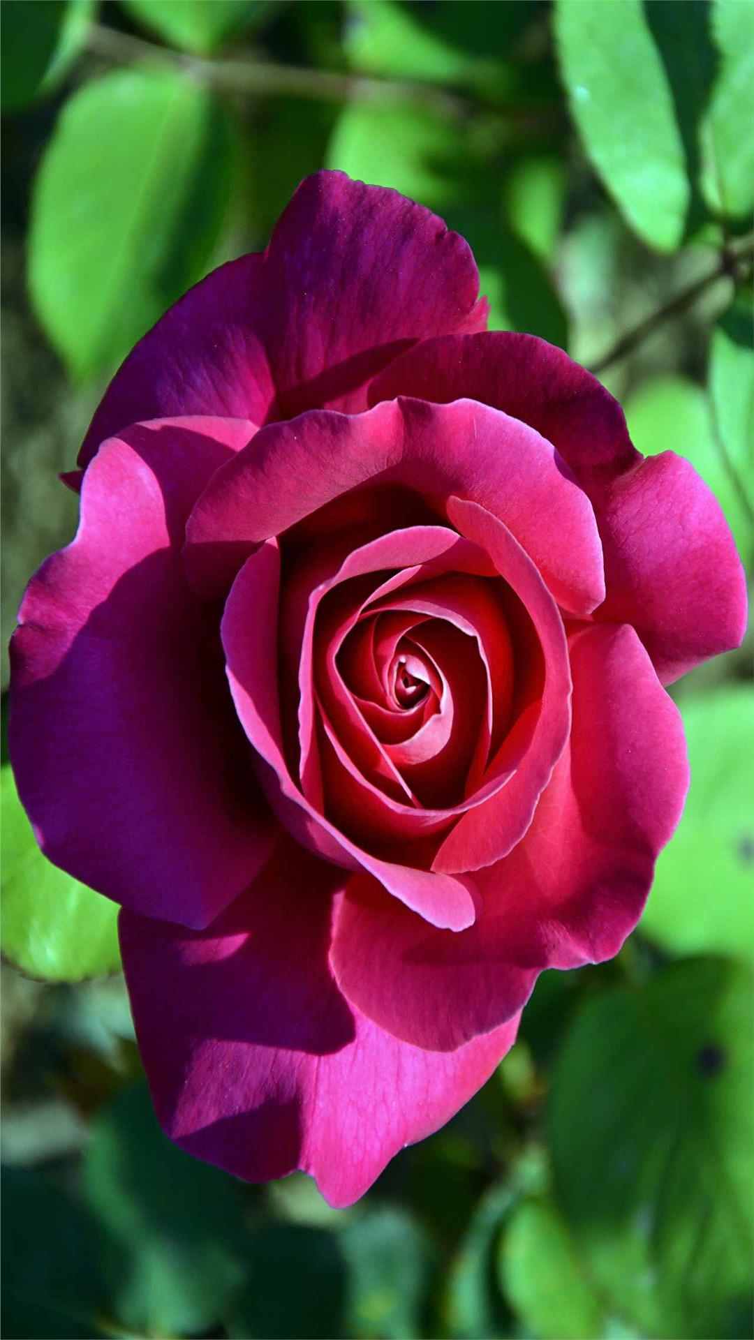 Rose Flower iPhone Wallpaper