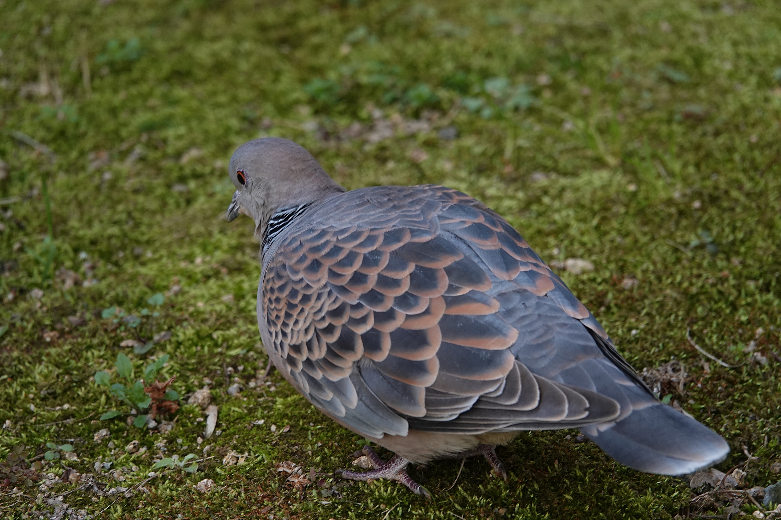  [비둘기과] 아파트에서 멧비둘기(Oriental Turtle Dove)