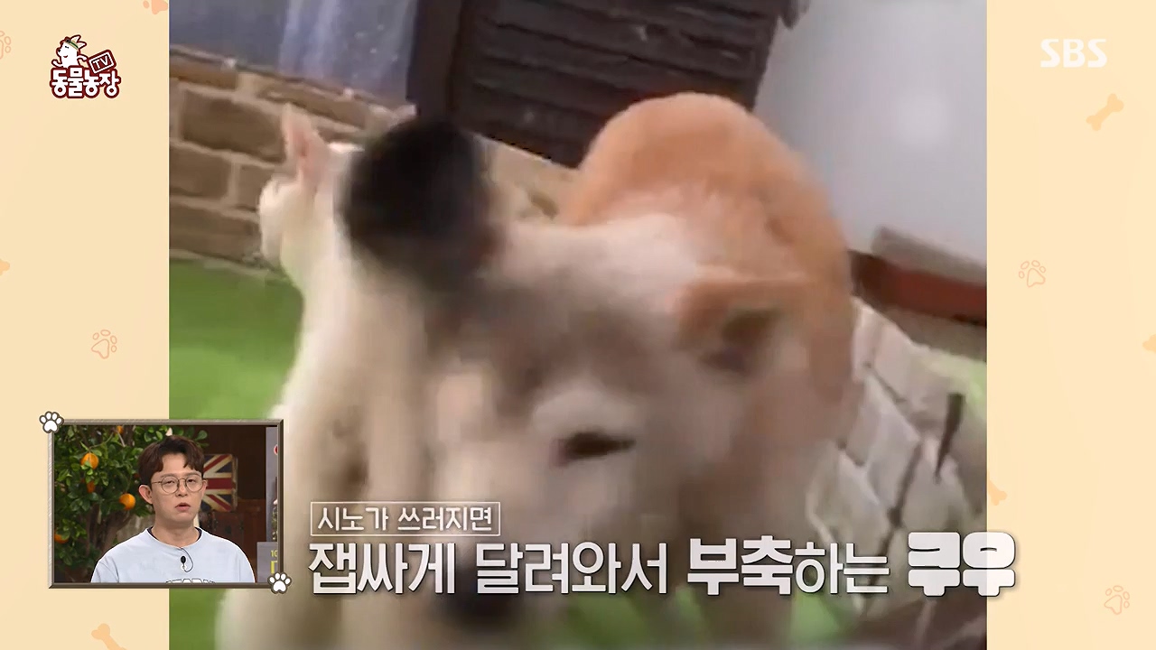 TV 동물농장.E1174.240603p-NEXT.mp4_20240602_155732.820.jpg