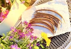 칼세도니 차의 효과