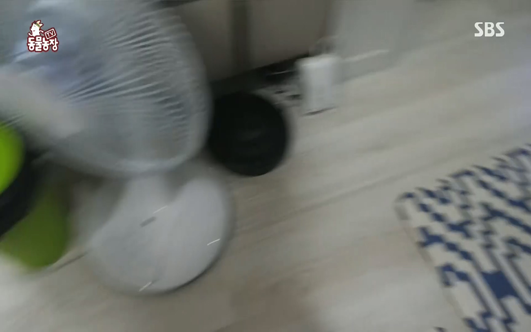 TV 동물농장.E1078.220717p.H264-F1RST.mp4_20220717_151156.776.jpg