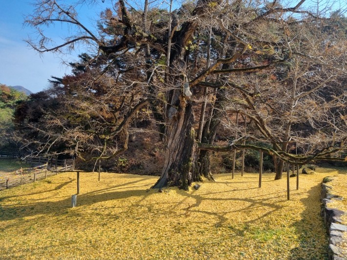 은행나무-옆면