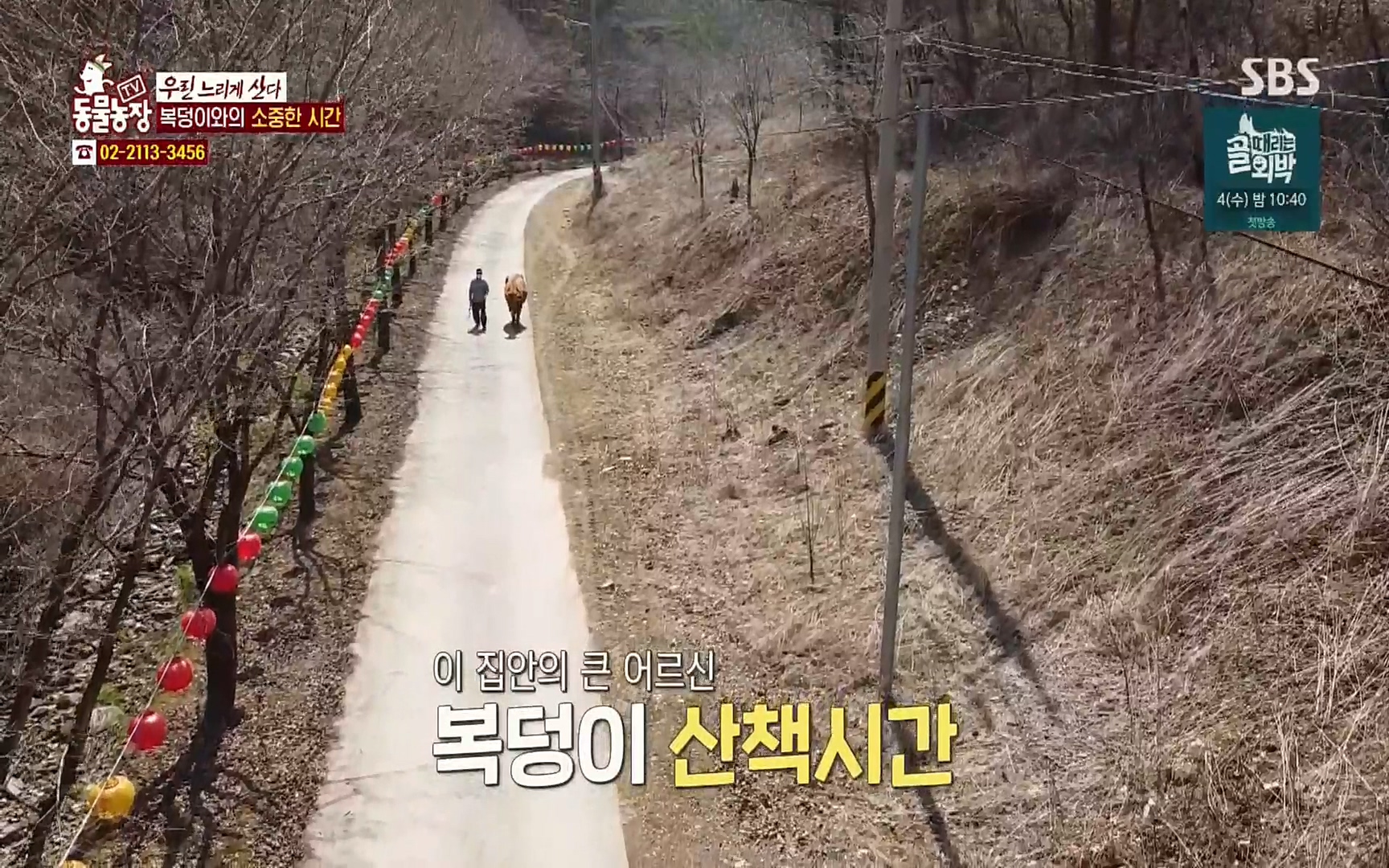 TV 동물농장.E1067.220501p.H264-F1RST.mp4_20220501_184231.977.jpg