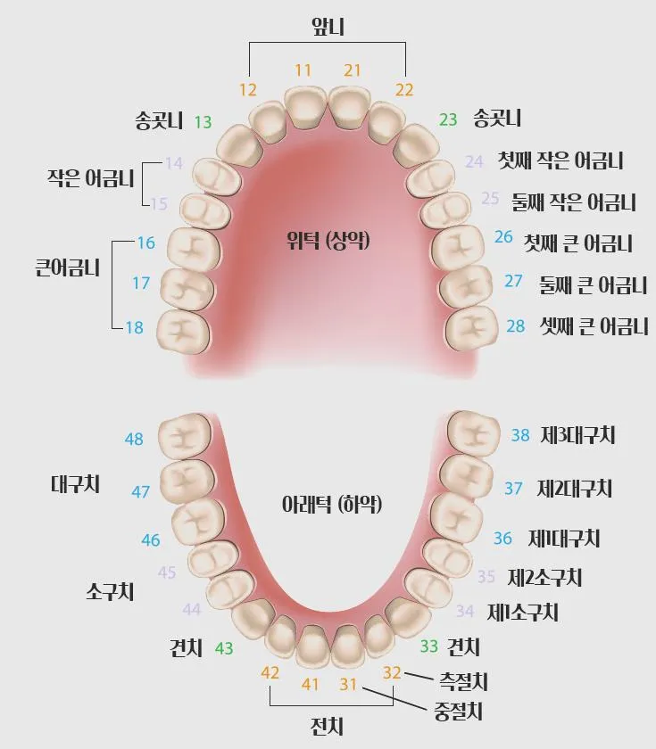 어금니 칫솔 사용법 선택방법 실사용 후기_6