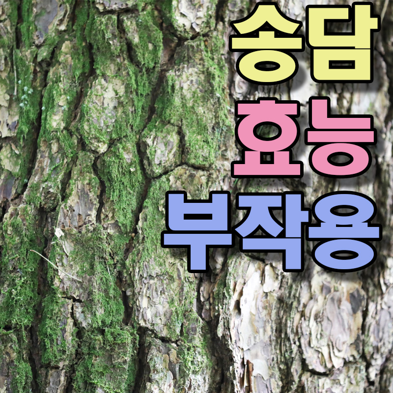  송담 효능 부작용