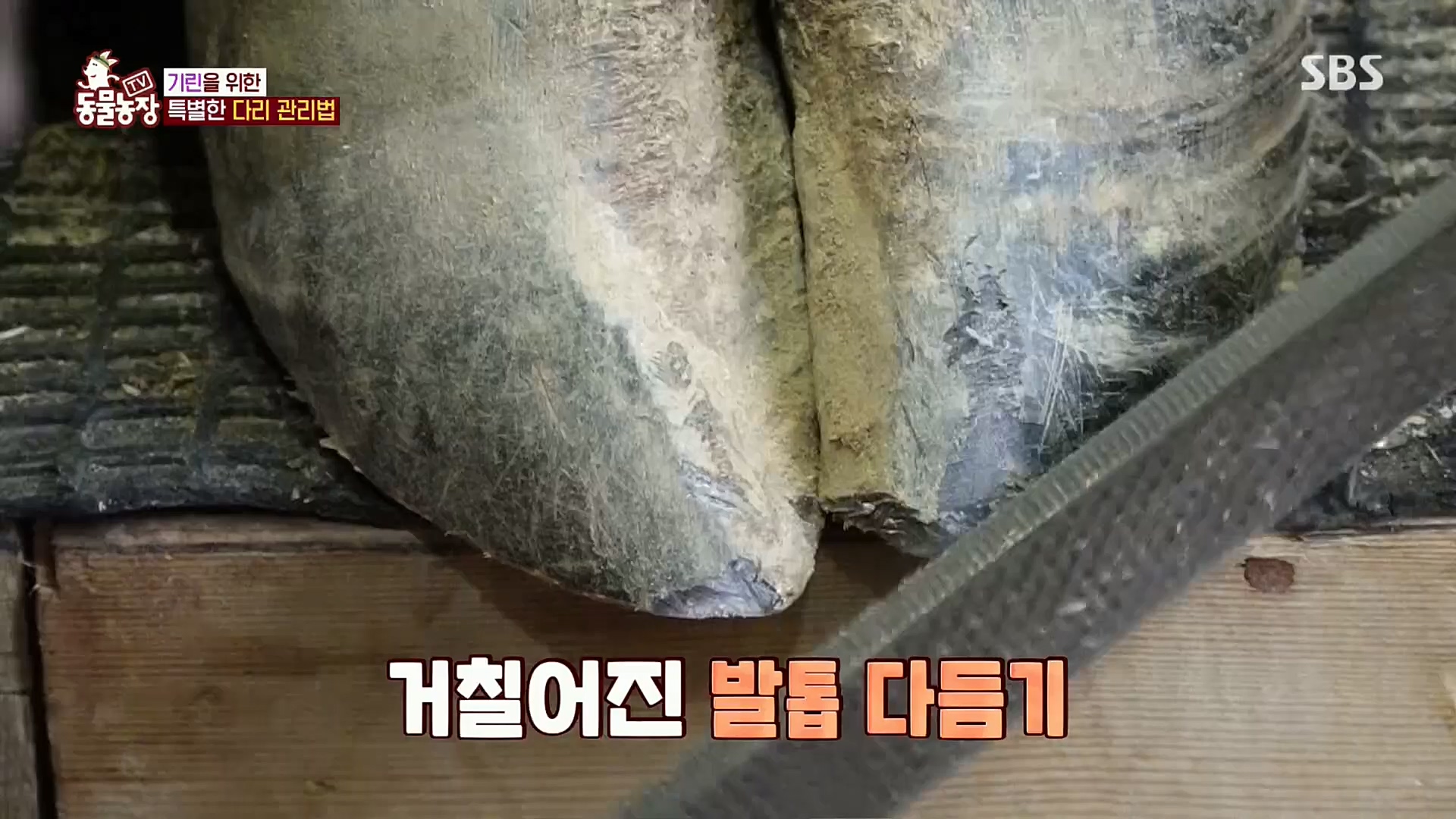TV 동물농장.E1092.221023p.H264-F1RST.mp4_20221023_182729.902.jpg