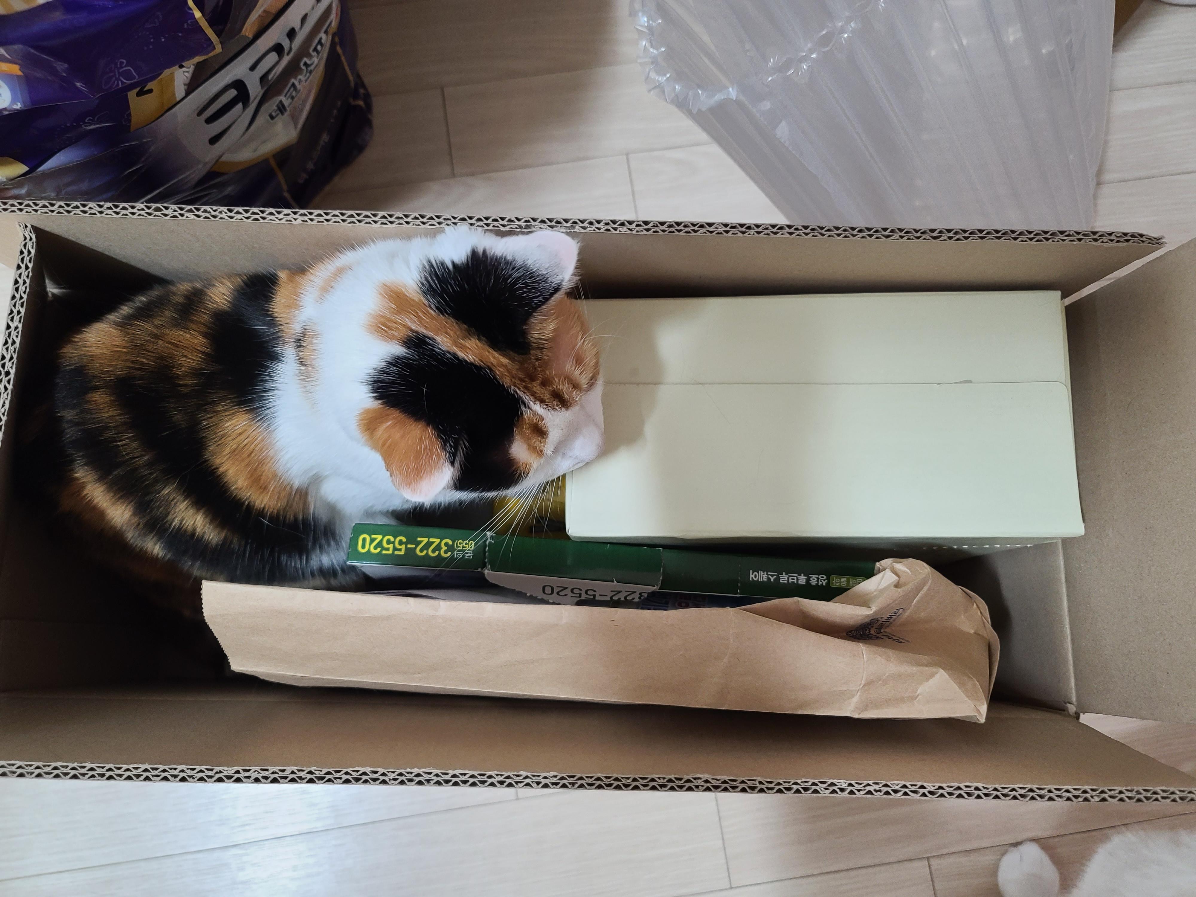 작은 박스에 꾸깃꾸깃 말아넣은 삼색이 고양이 요미. 참으로 유연한 그동물 고양이.