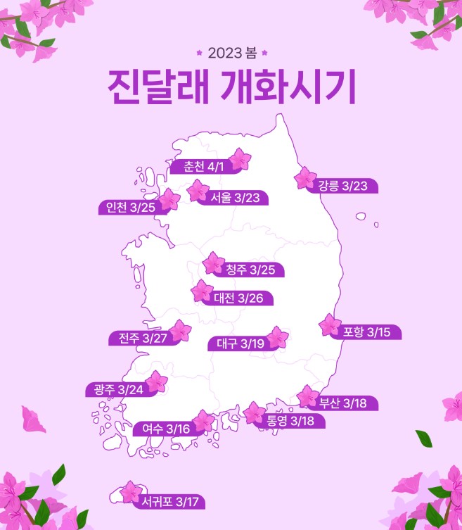 2023년 진달래 개화시기