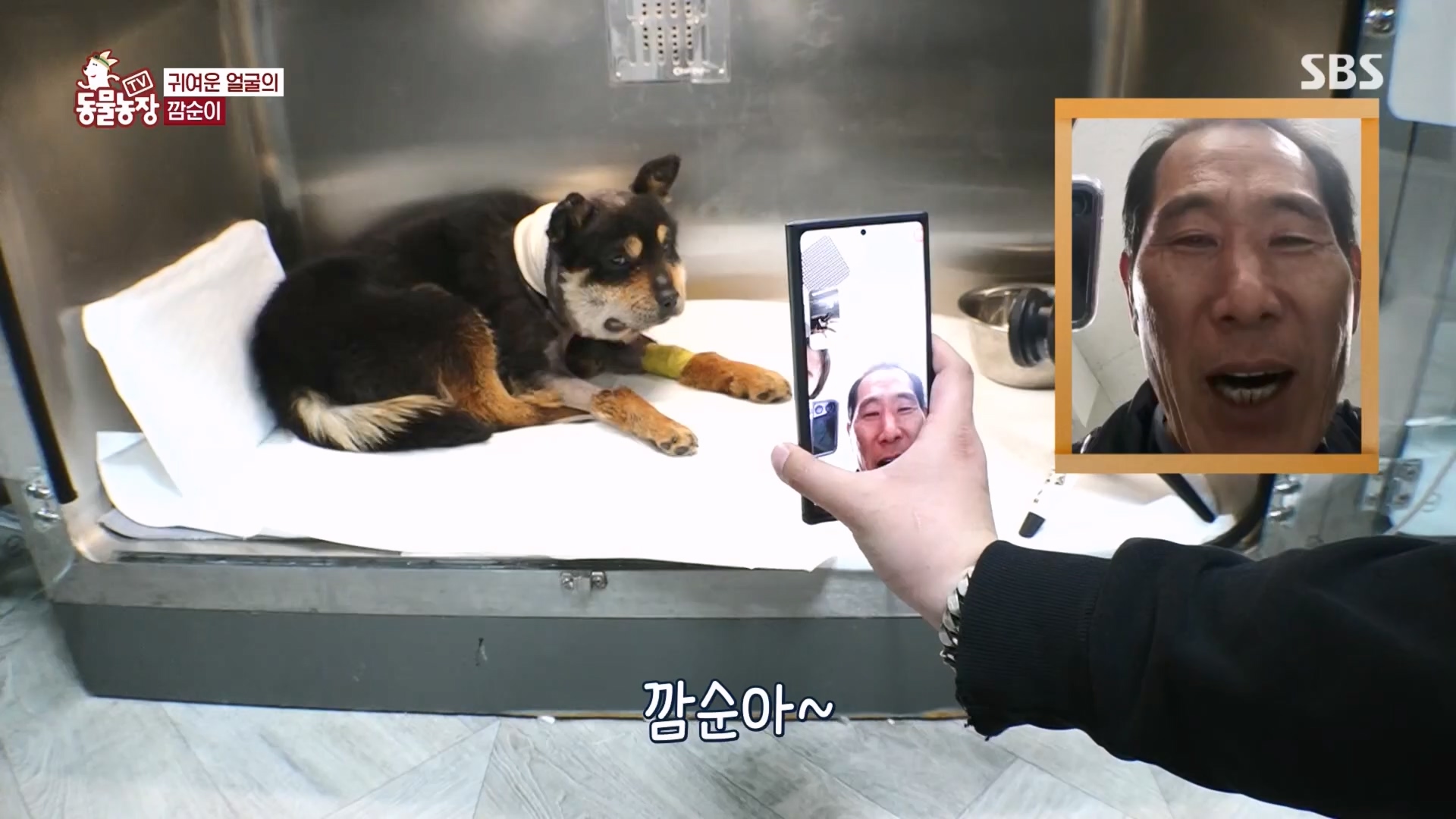 TV 동물농장.E1118.230423p.H264-F1RST.mp4_20230423_181137.237.jpg
