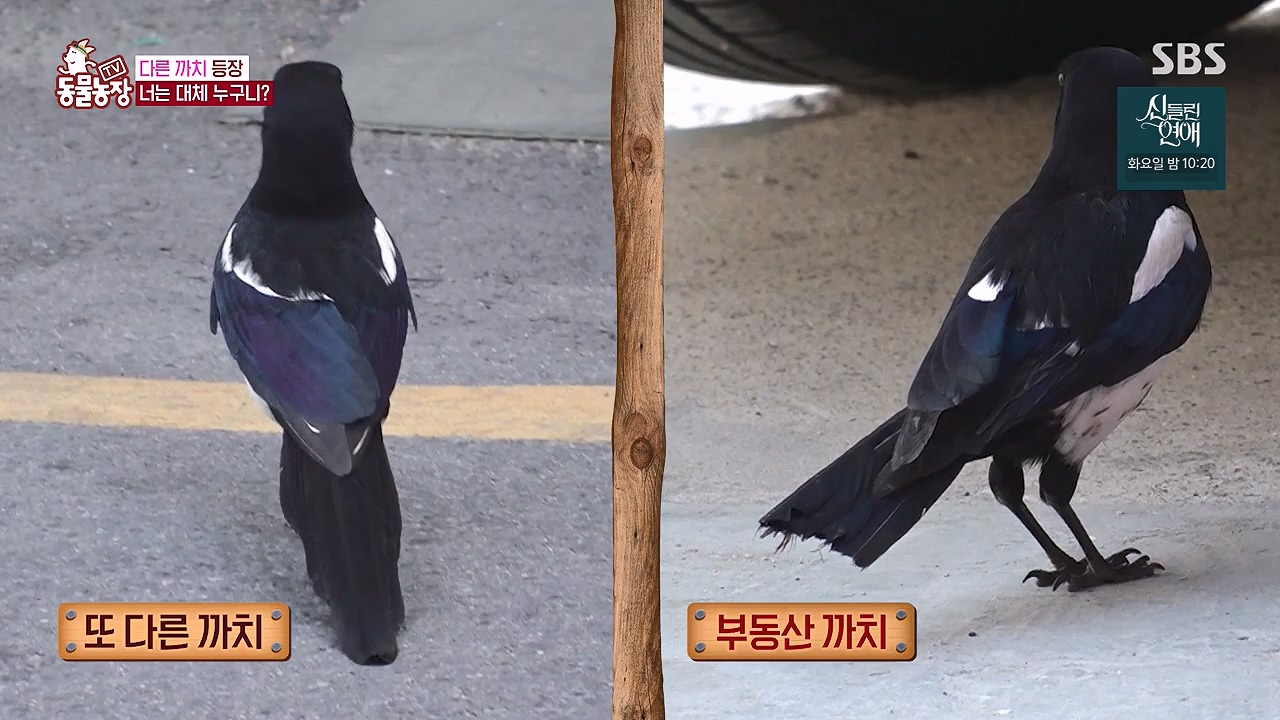 TV 동물농장.E1177.240624p-NEXT.mp4_20240623_163747.305.jpg