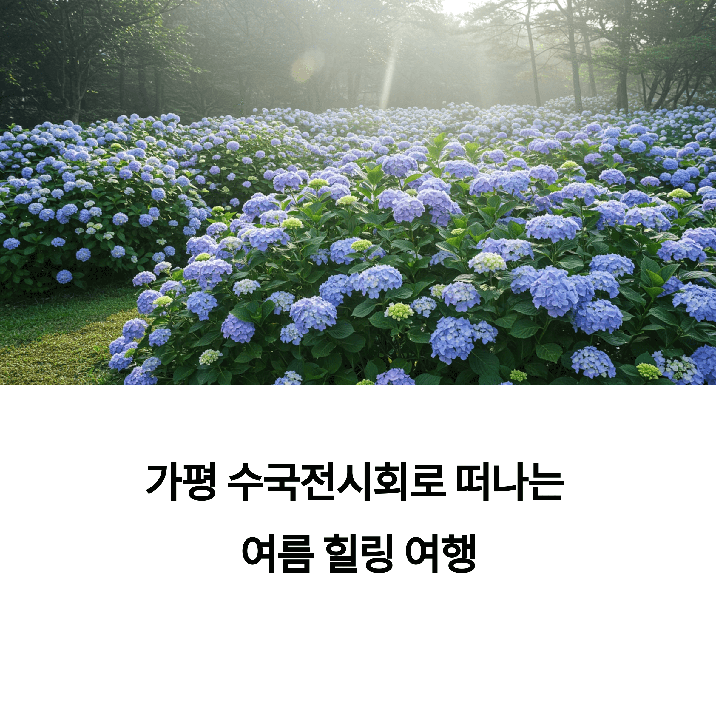 2025 가평 아침고요수목원 수국전시회 기간·예매·포토존 총정리