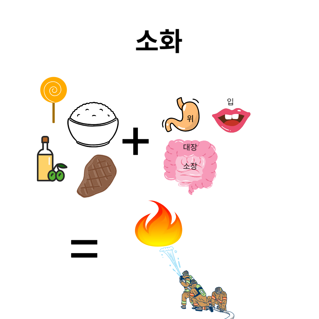  중2 과학-동물과 에너지-소화