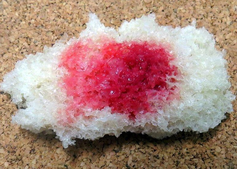  세라티아(Serratia marcescens)