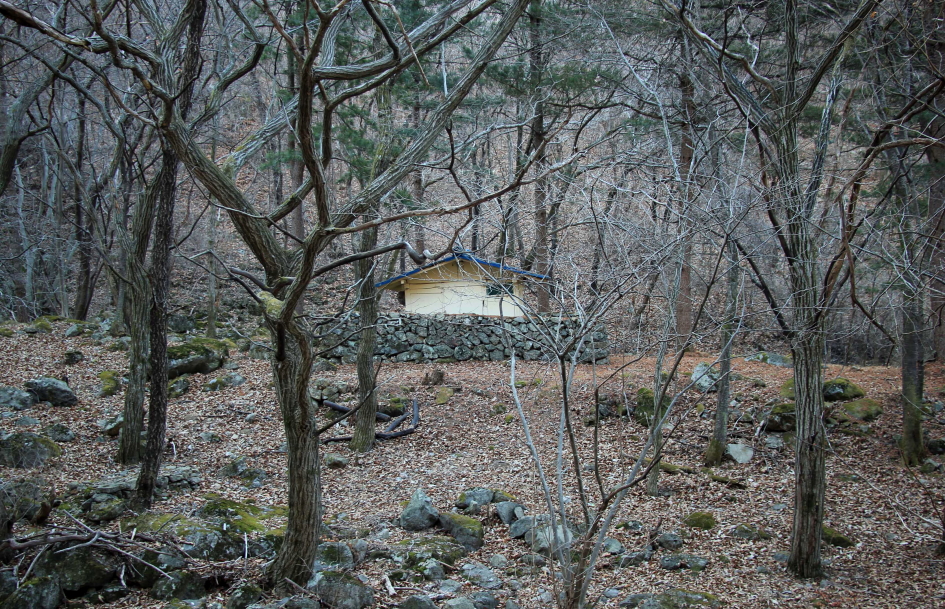 보은 속리산 천왕봉 - 서원리 소나무 5
