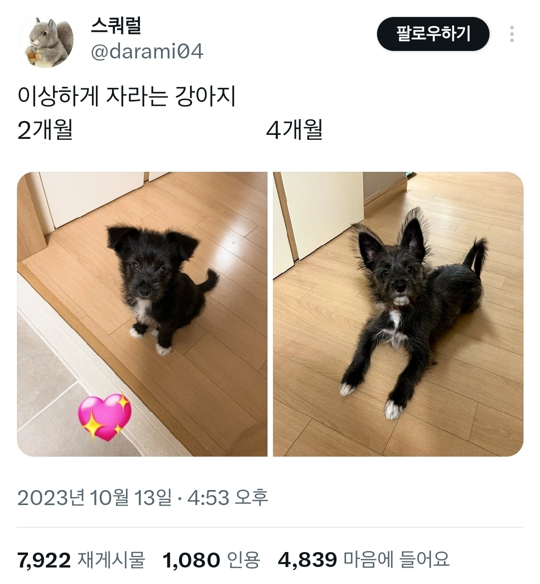 이상하게 자라는 강아지