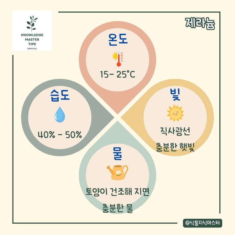 제라늄 키우기 기본 관리 방법