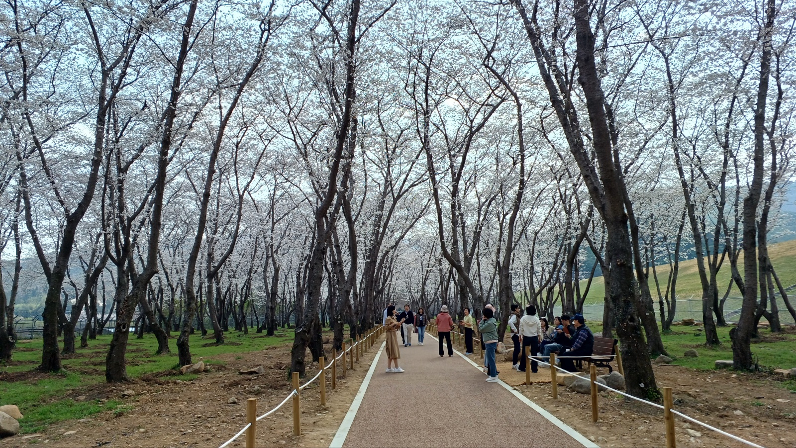 웅동수원지 벚꽃13
