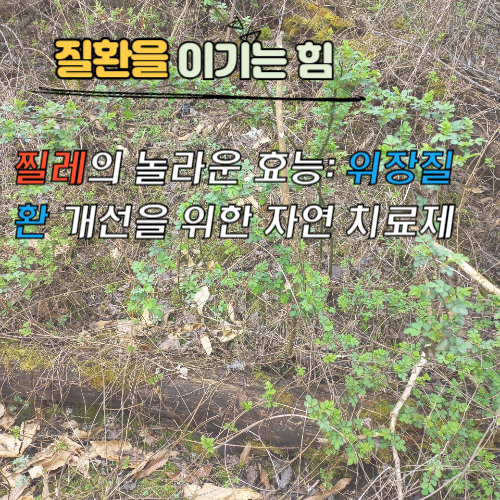 찔레의 놀라운 효능: 위장질환 개선을 위한 자연 치료제