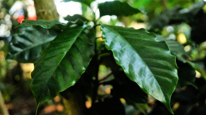 커피나무&#44; 진한 녹색잎&#44;
