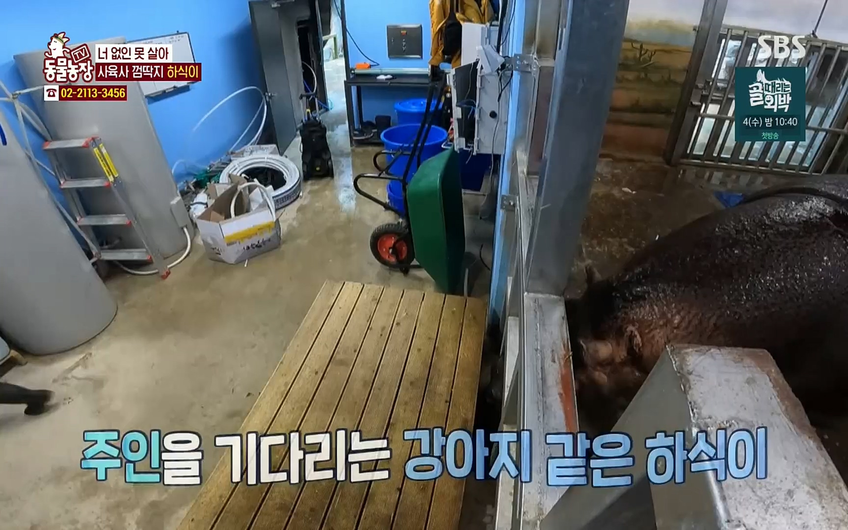 TV 동물농장.E1067.220501p.H264-F1RST.mp4_20220501_184959.415.jpg