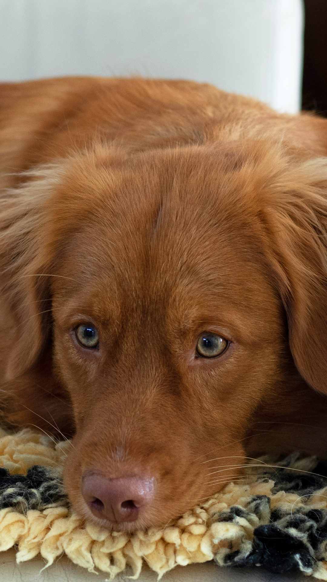 Dog Animal Photo iPhone Wallpaper