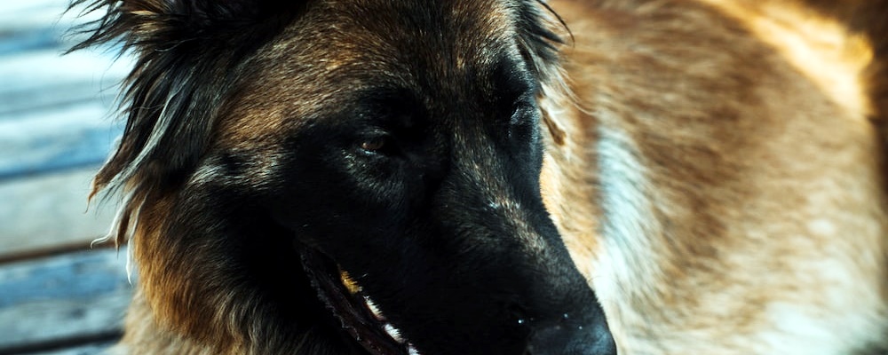 강아지 광견병 증상 6