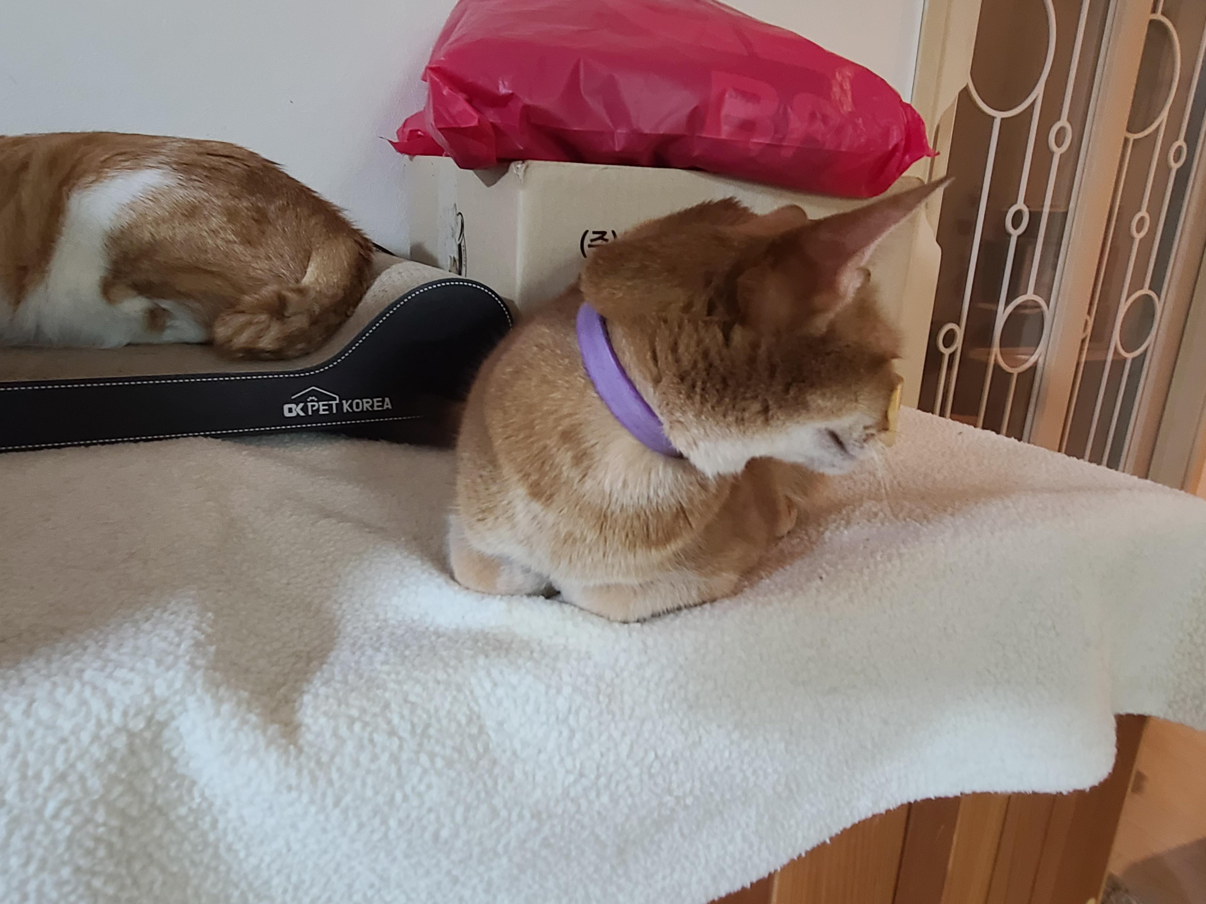 루나의 스트레스 완화를 위해 고양이 스트레스 해소에 도움이 되는 목걸이를 해봤다.