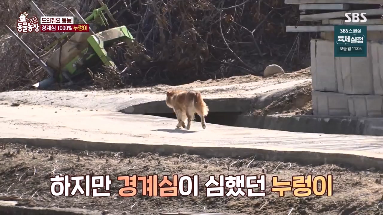 TV 동물농장.E1140.231009p-NEXT.mp4_20231008_174823.404.jpg