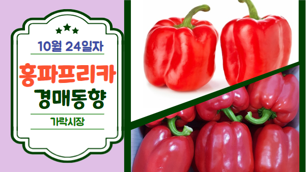  [경매사 일일보고] 10월 24일자 가락시장 홍파프리카 경매동향을 살펴보겠습니다!