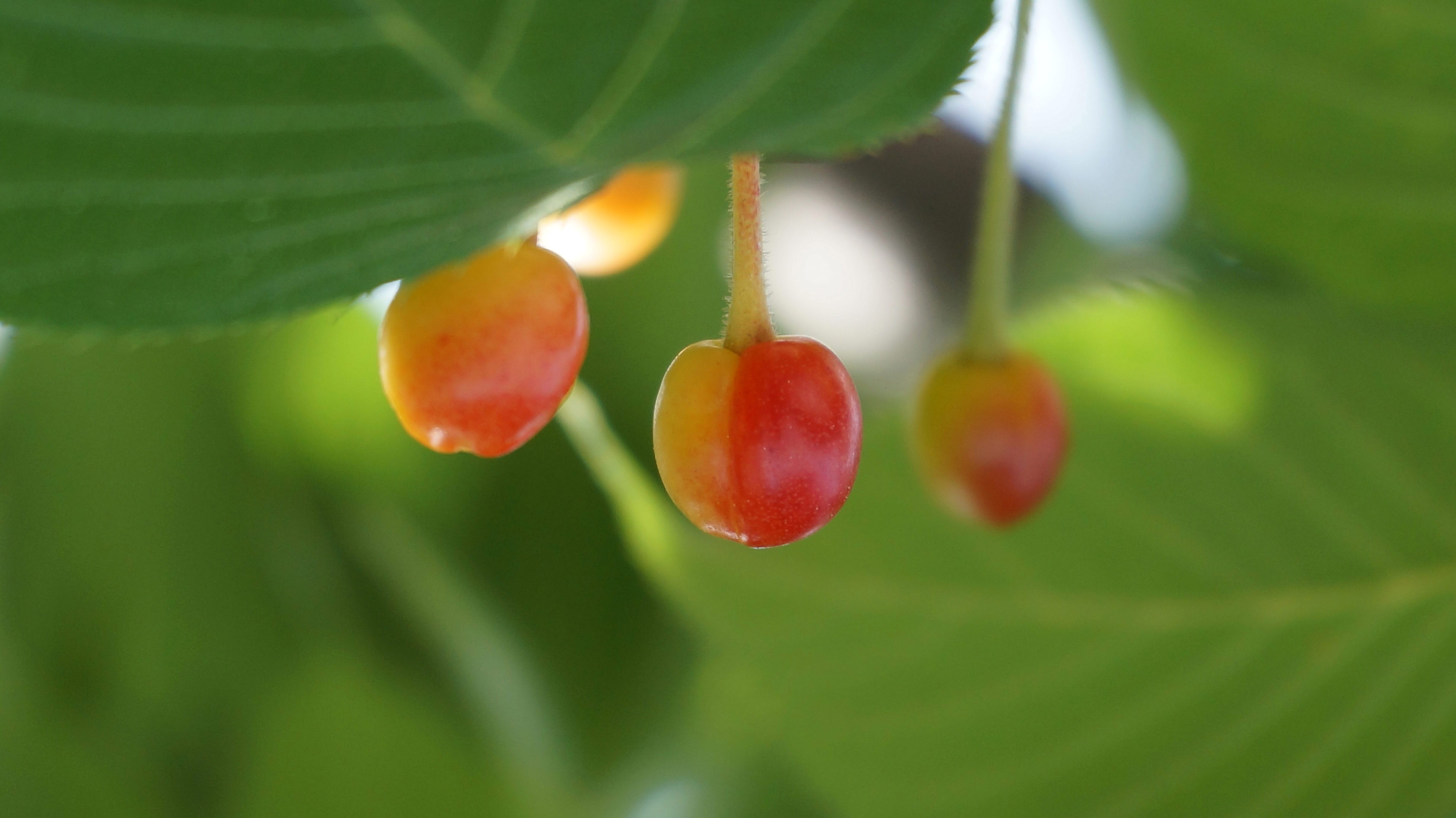 벚나무의 열매 버찌