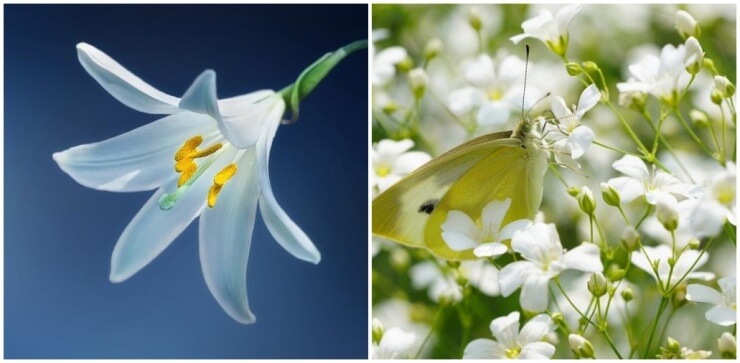 예쁜-꽃말-백합-안개꽃