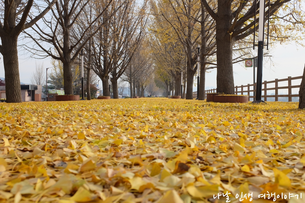 &ldquo;곡교천변_은행나무길_19&rdquo;data-filename=