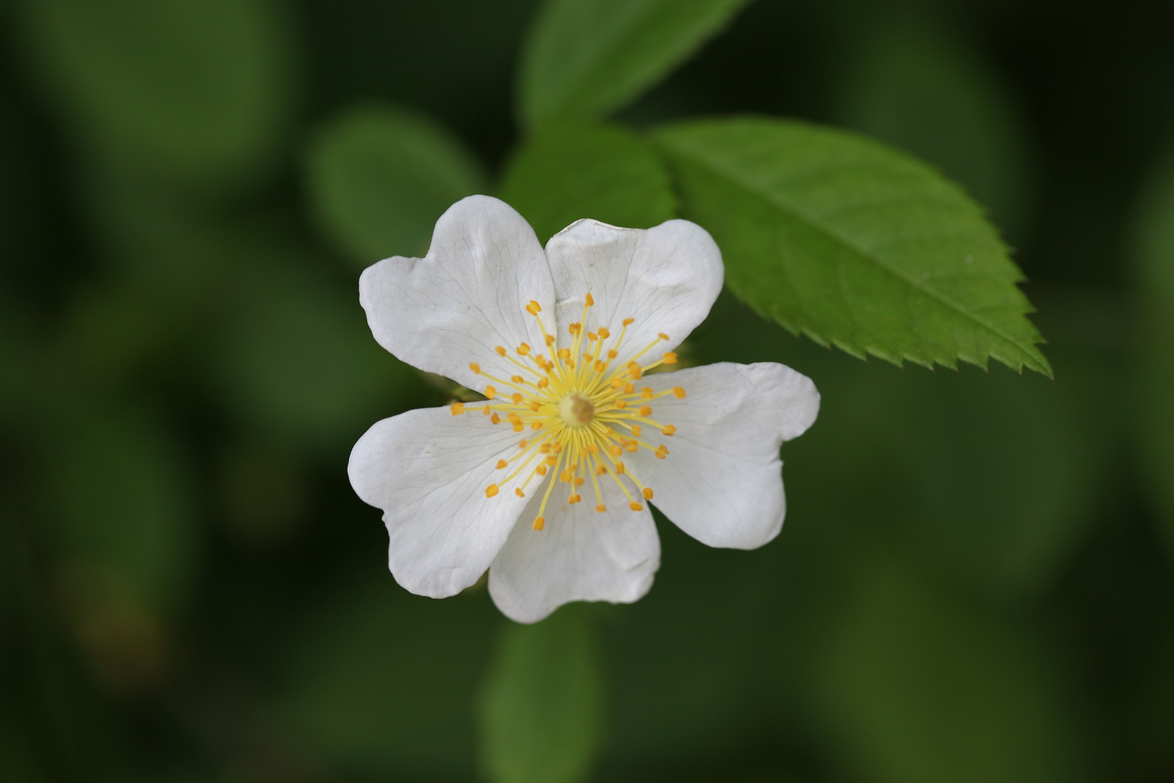 찔레나무, 찔레나무의 효능