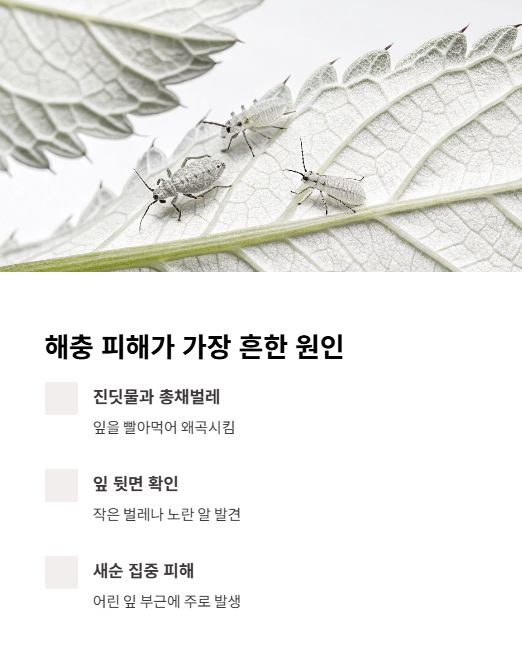 해충 피해가 가장 흔한 원인