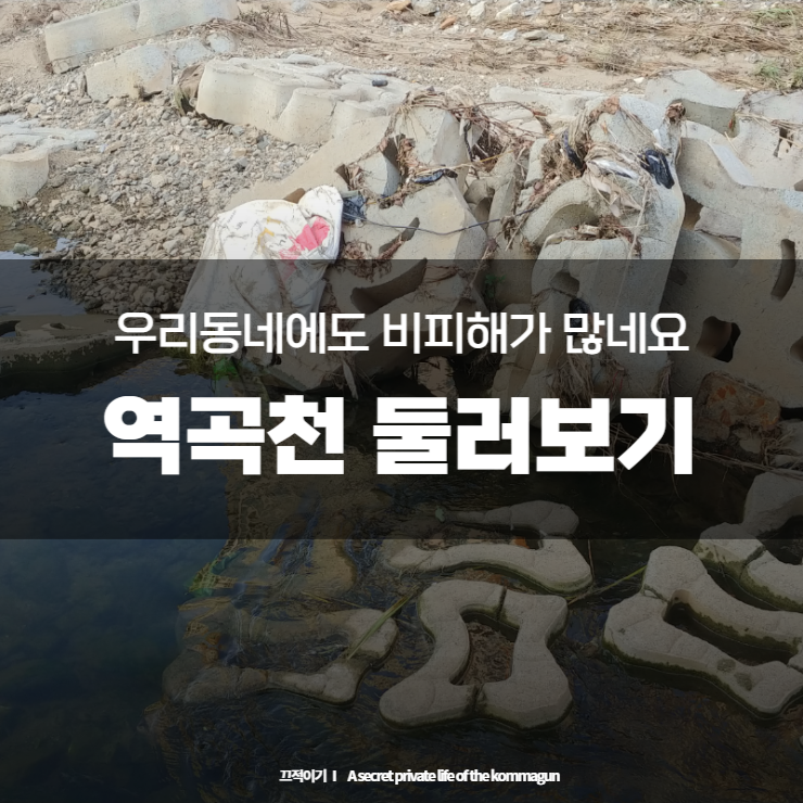  역곡천에도 비피해가 있었네요.