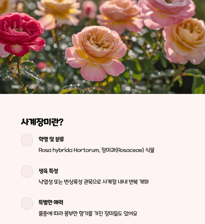 사계장미란