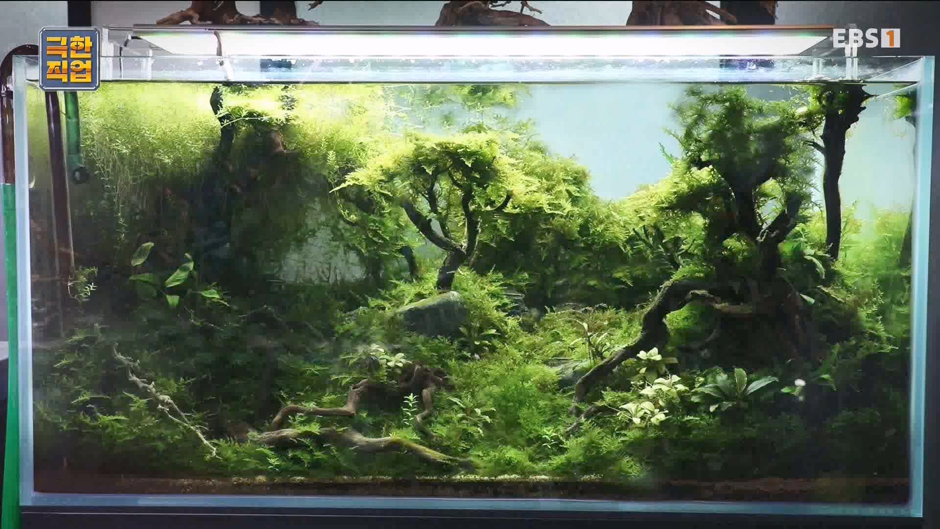 [극한 직업] 수조 조경.mp4_20230822_204219.167.jpg