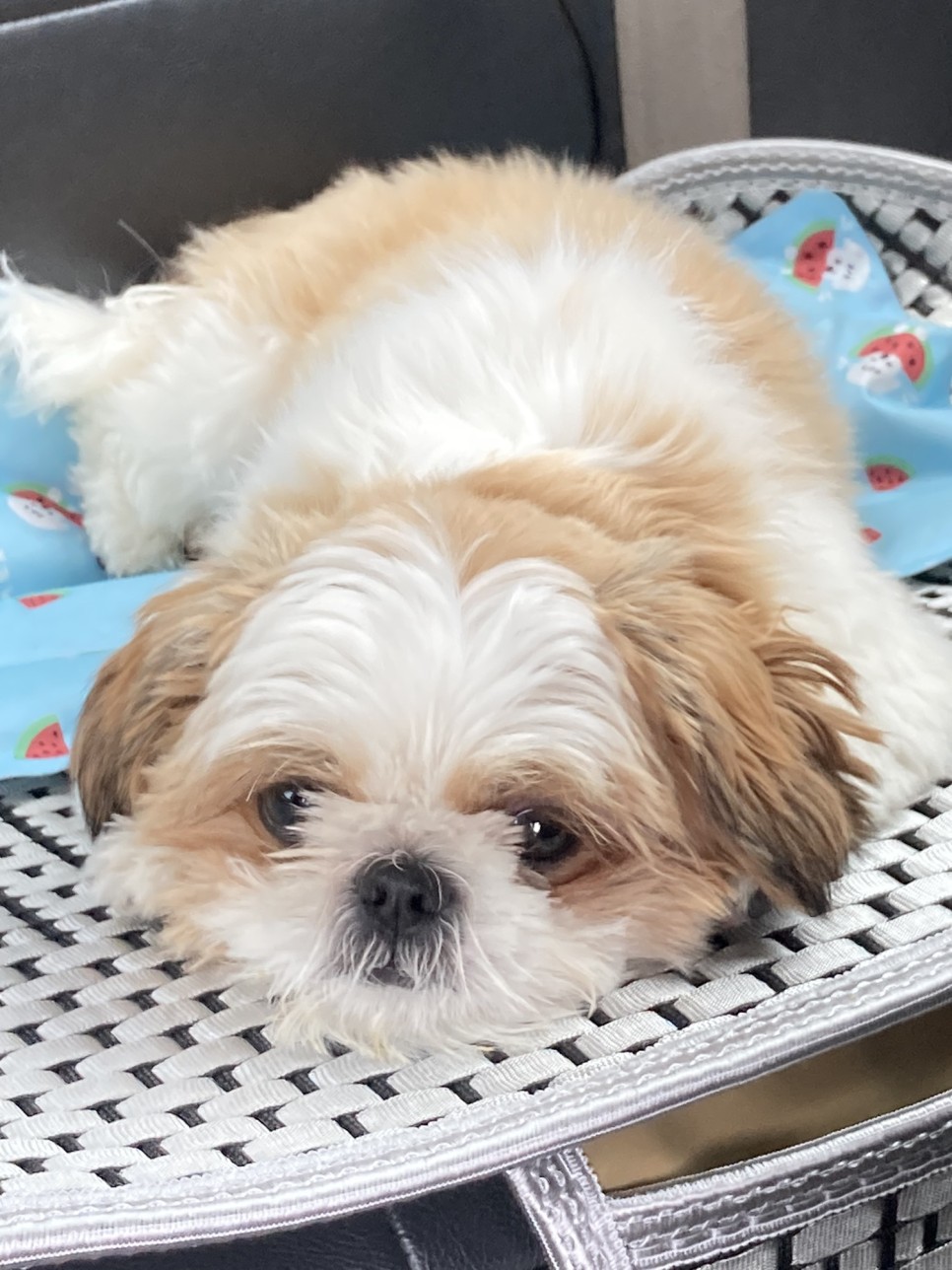 애견미용 여름맞이 애견미용 강아지 미용 천안 애견미용 [지켜주는 강아지] 천안역 10