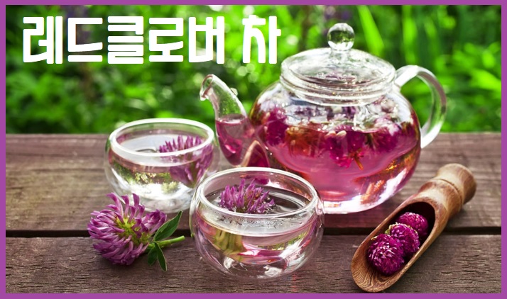 레드클로버 차
