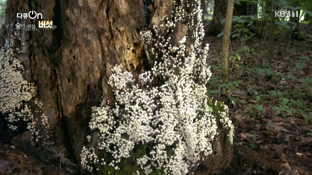 다큐 온.E227.231120p-NEXT.mp4_20231121_201848.960.jpg