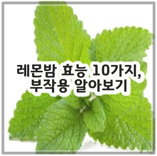 레몬밤 효능 10가지, 부작용 알아보기