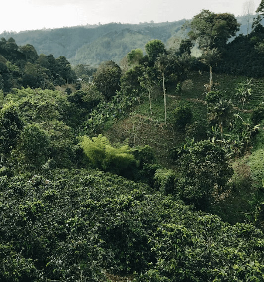 콜롬비아-커피-나무-이미지