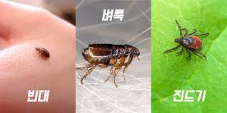 빈대 퇴치법/ 빈대 퇴치제/ 물린자국/ 살충제/ 물린자국사진/ 크기/ 사진/ 예방