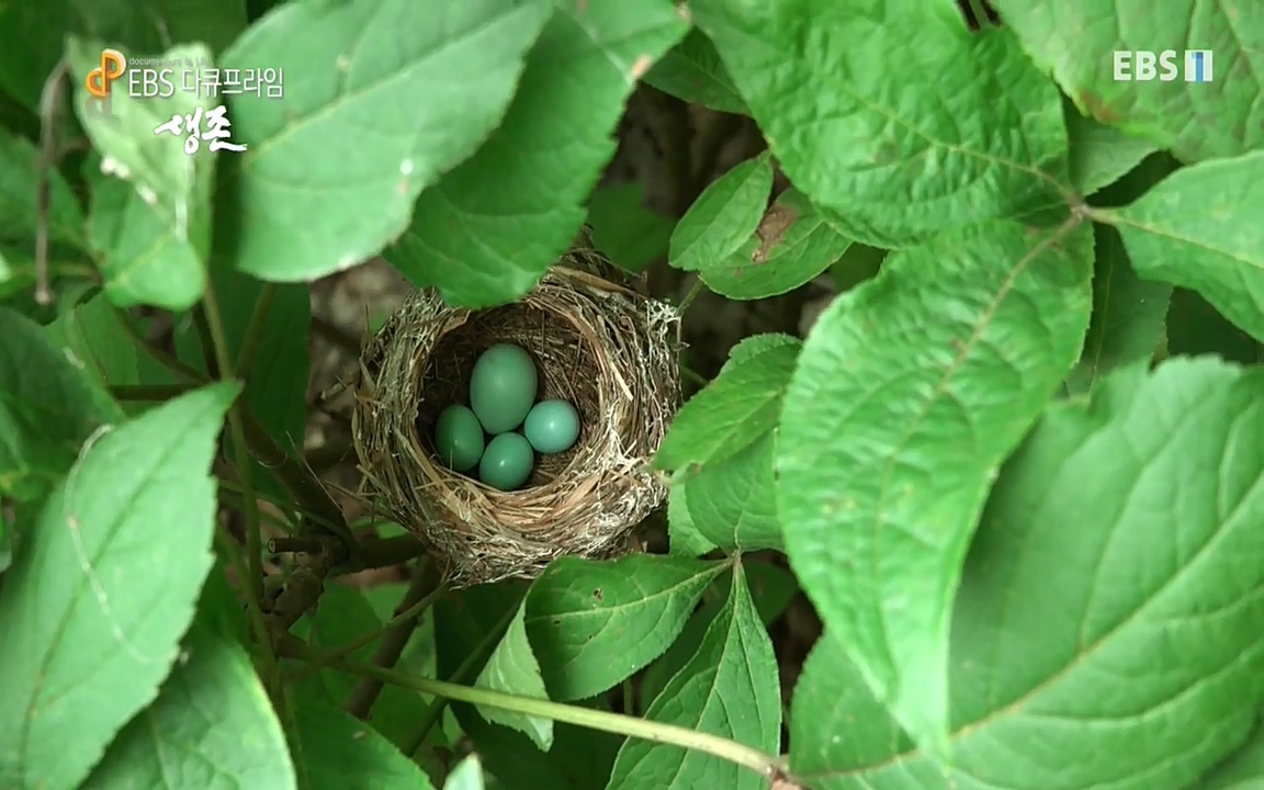 생존 3부_ EBS 다큐프라임_ 220629.avi_20220701_203924.238.jpg