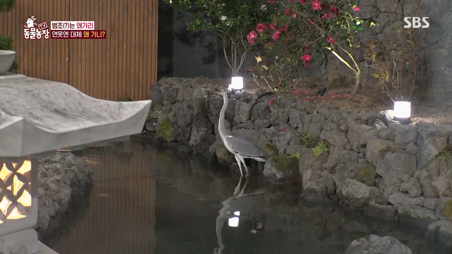 TV 동물농장.E1103.230108p.H264-F1RST.mp4_20230108_174632.431.jpg