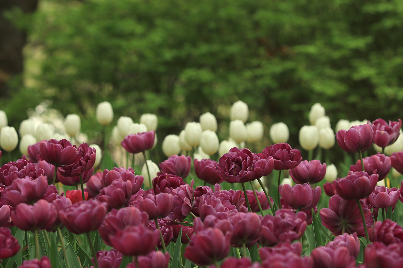 주말 서울숲 튤립 개화 현황… 21