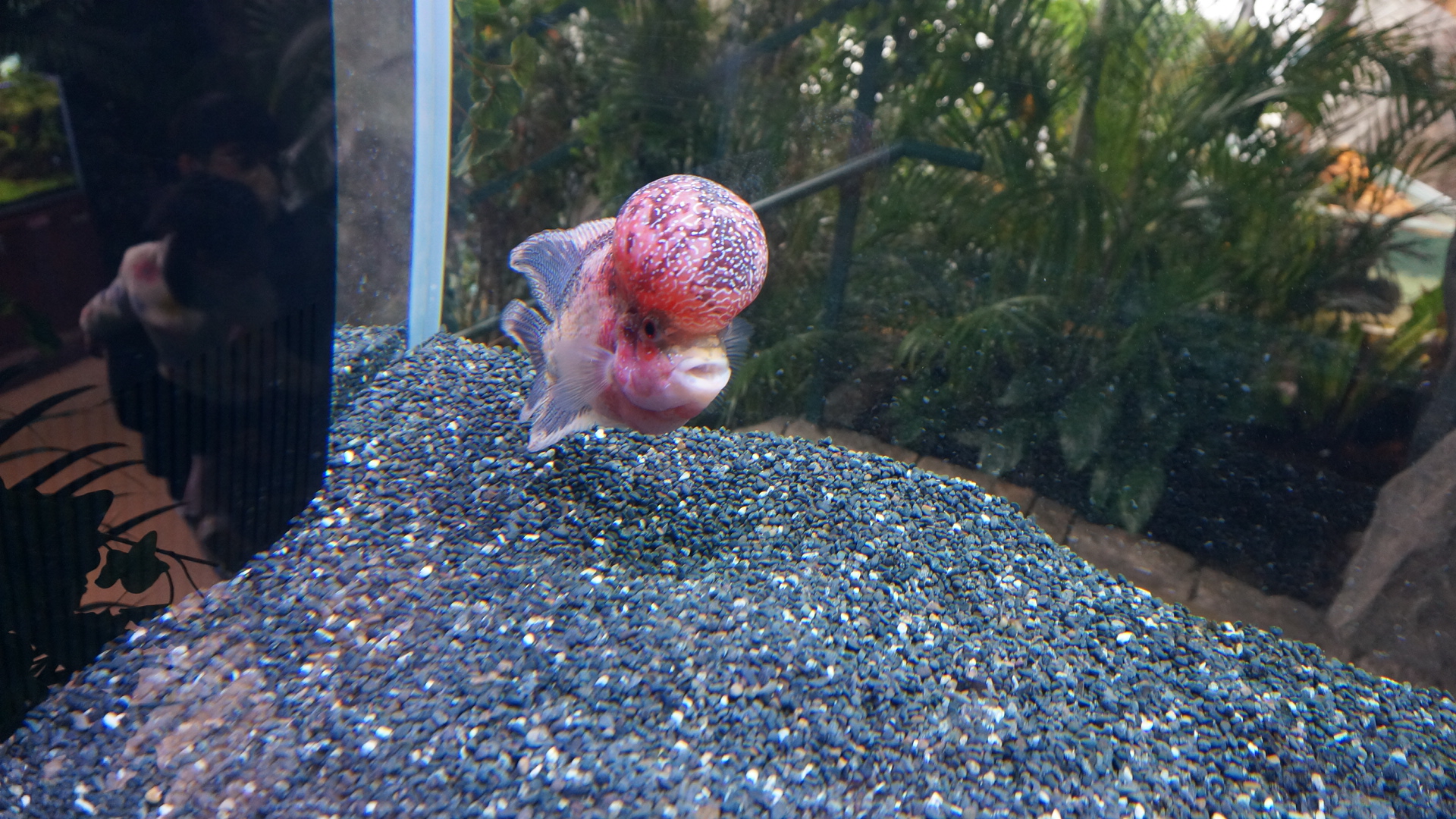주렁주렁 실내동물원 5층에 전시된 물고기