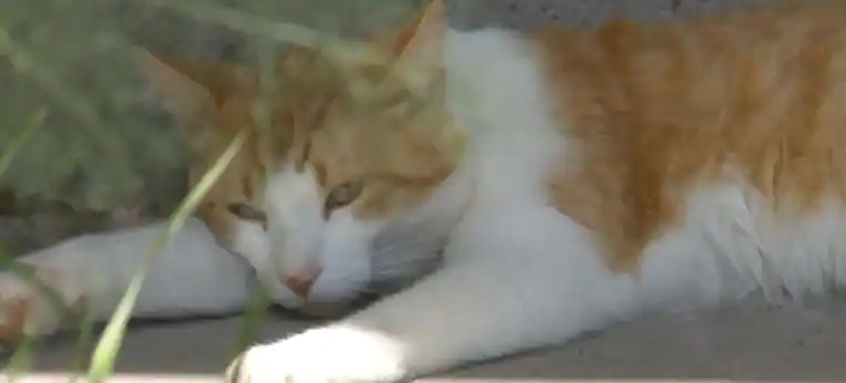  마약 운반하려다  딱 걸린 고양이..."내가 뭘"  VIDEO:Drug-runner’s cat caught trying to sneak narcotics into Panama prison